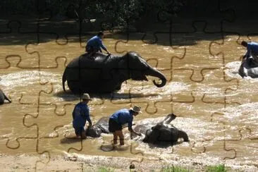 bain des Ã©lÃ©phants