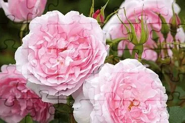 Lady Salisbury English Rose jigsaw puzzle