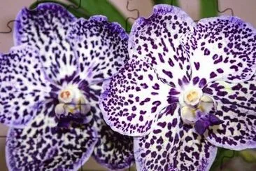 beauty jigsaw puzzle