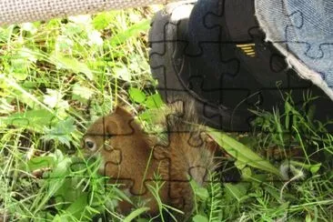 Baby red squirrel by husband 's foot jigsaw puzzle