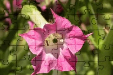 tabac ornement jigsaw puzzle