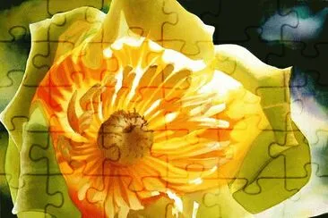 Tulip Polar