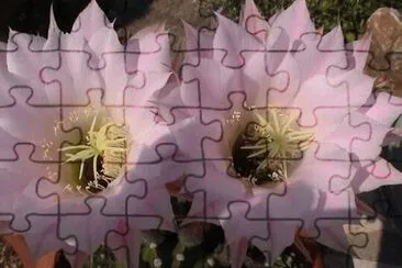 cactus jigsaw puzzle