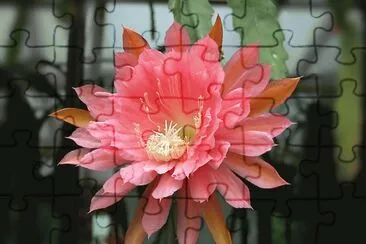 epiphyllum jigsaw puzzle