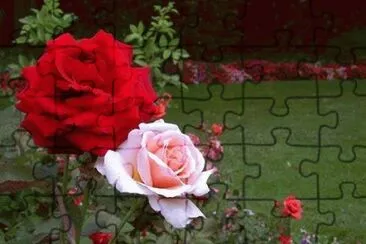 rosas