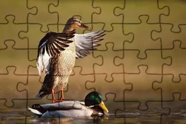 patos