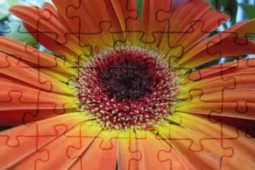 gerbera