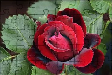 Beautiful Rose jigsaw puzzle