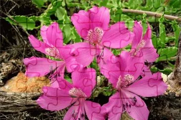 Beautiful Flowers Atacama Desert  Chili