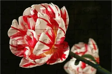 Beautiful Flower jigsaw puzzle