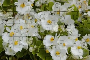 begonias