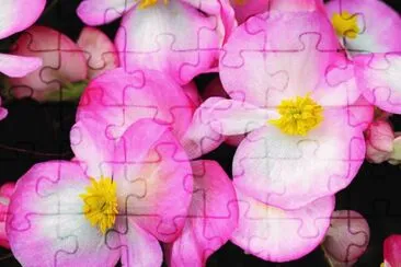 begonias