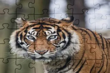 . jigsaw puzzle