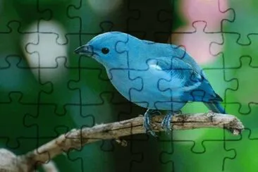 . jigsaw puzzle