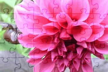 dahlia jigsaw puzzle