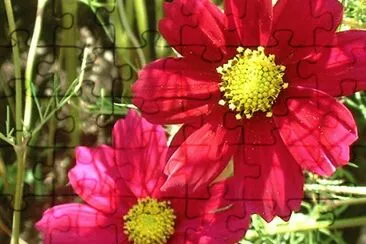 cosmos