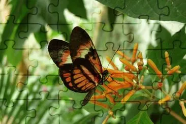 papillon jigsaw puzzle