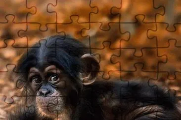 bebe jigsaw puzzle