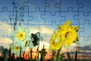 Sunset Daffs jigsaw puzzle