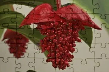 medinilla