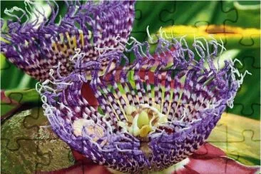 Proteas