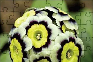 Yellow, Black   White Flower