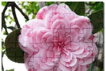 Dahlia