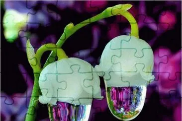 Flowers with water drops