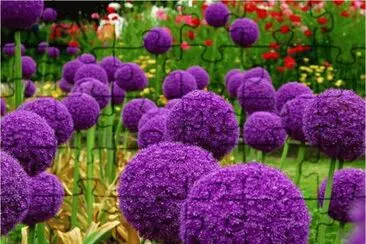 Purple Flowers