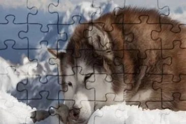 july31 jigsaw puzzle