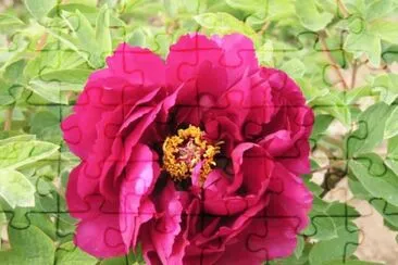 pivoine