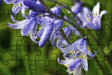 campanule jigsaw puzzle