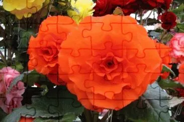 begonia