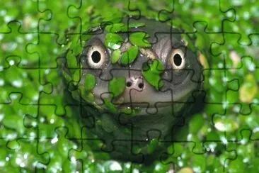 Turtle