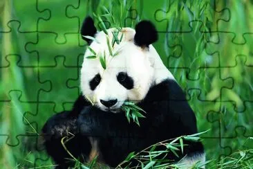 panda