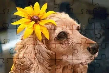 chien