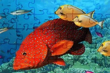 poissons exotiques