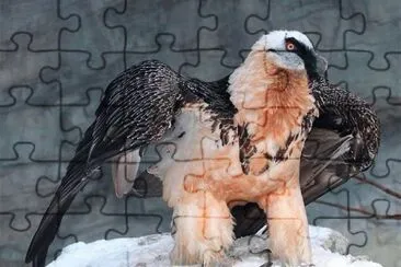 aigle jigsaw puzzle