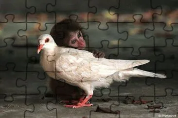 singe et pigeon jigsaw puzzle