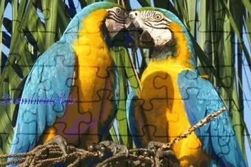 araras canindÃ© jigsaw puzzle