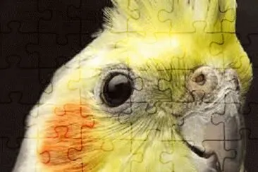 cockatiel jigsaw puzzle