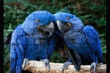 - arara azul jigsaw puzzle