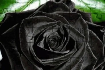 - rosa preta jigsaw puzzle