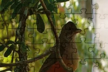 - bonito,(-) jigsaw puzzle