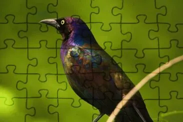 . jigsaw puzzle