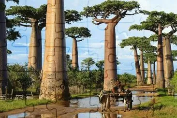 Baobab Trees  Madegascar