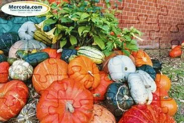 calabasa jigsaw puzzle