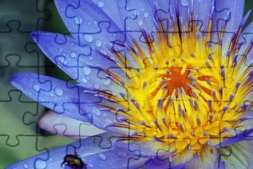 Beautiful Flower jigsaw puzzle