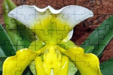 ORQUIDEA jigsaw puzzle