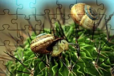 CARACOLES Y CACTUS jigsaw puzzle